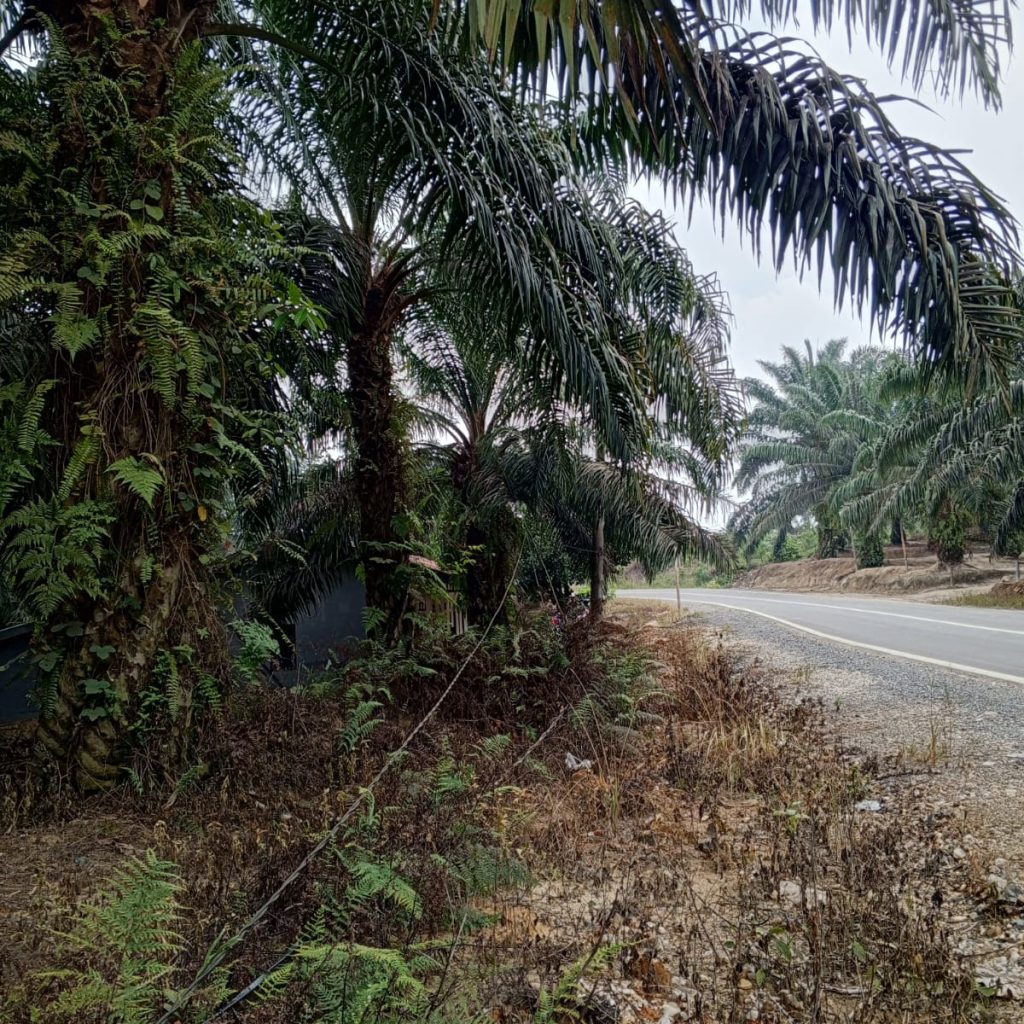 Kabel PLN Semrawut Sampai Ke Tanah di Pompa Air Batang Hari, Kacab PLN: Kami Tak mengetahui!